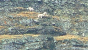 PICTURES/Glacier Critters/t_Mountain Goats by MGH1.JPG